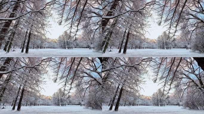 霜冻的冬日公园里夕阳西下，树枝上挂满了雪花，雪花缓缓地飘落，寂静而寂静