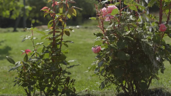 在花园里给健康的粉红玫瑰浇水