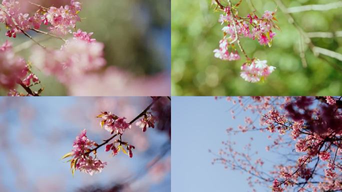冬天盛开的樱花（50帧）