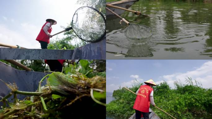 生态保护志愿者内湖水草垃圾打捞