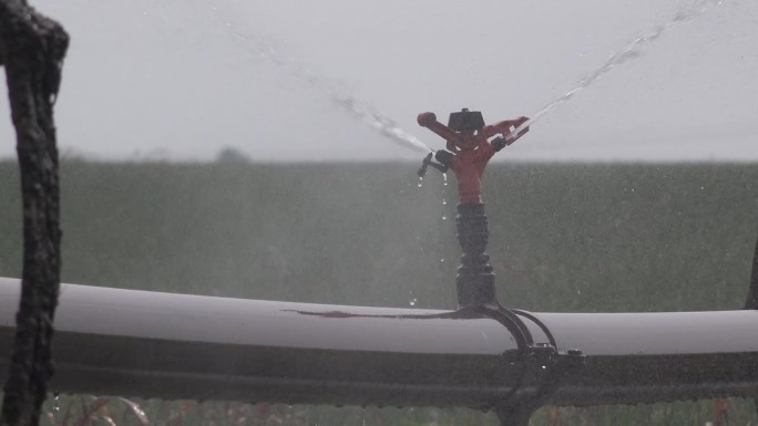 在炎热的夏日里，灌溉轮式洒水器在给葱园浇水