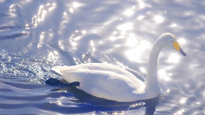 白天鹅湖水水面天鹅