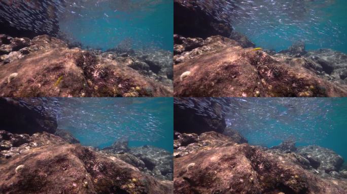 在底部有岩石的浅水里，一群银色的小鱼游来游去。它们在阳光下闪闪发光。他们身后的加勒比海是蓝绿色的。
