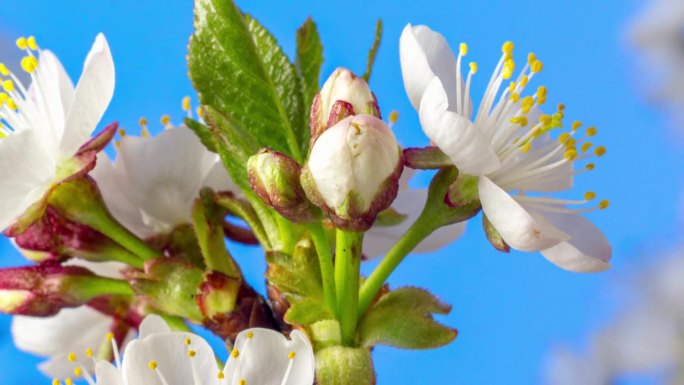 在蓝色的背景下，用4k缩小的时间间隔拍摄了一棵酸樱桃树的花朵旋转绽放和生长。盛开的小白花樱。缩放时间