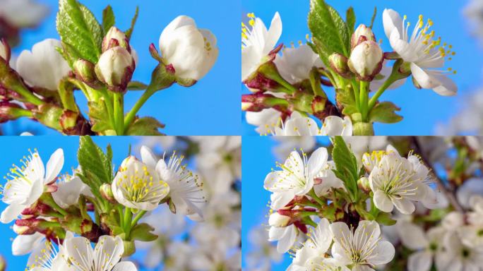 在蓝色的背景下，用4k缩小的时间间隔拍摄了一棵酸樱桃树的花朵旋转绽放和生长。盛开的小白花樱。缩放时间