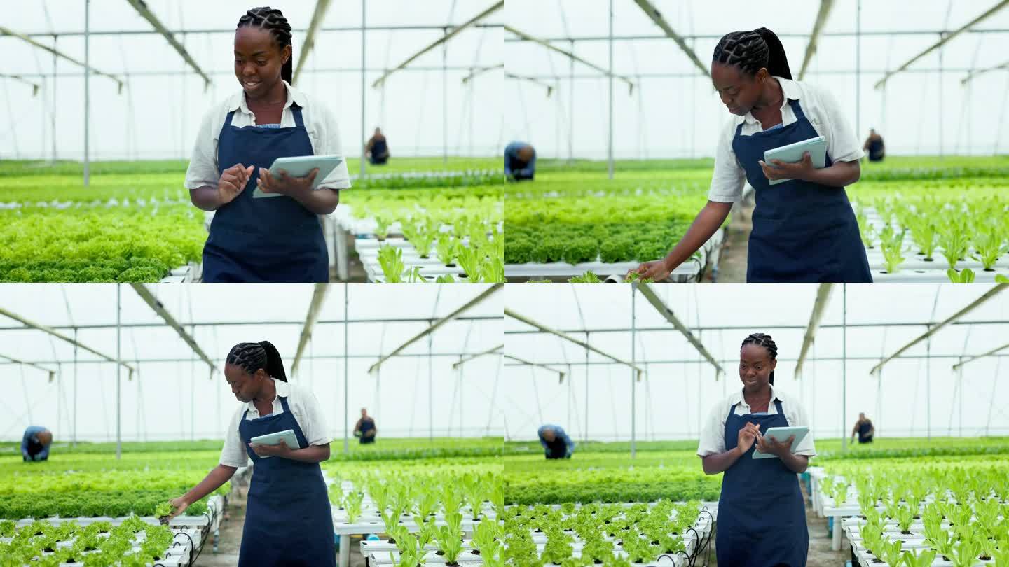 妇女，平板和检查温室植物，蔬菜和生长检查农业或耕作。快乐的非洲工人用数字技术获取土壤、肥料或生菜数据
