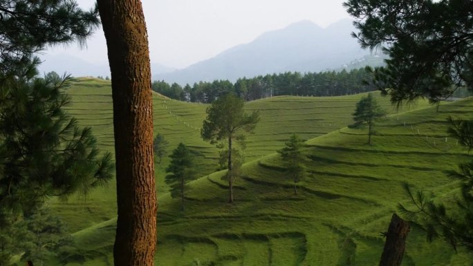 不同的观点与树在前景和绿色的小山与层和草