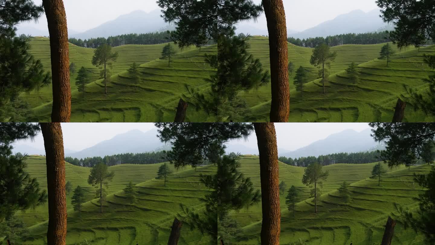 不同的观点与树在前景和绿色的小山与层和草