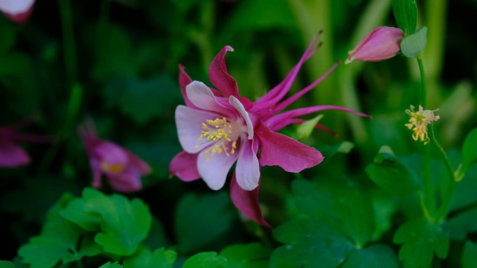 花园里的粉色耧斗菜花。阿奎莱吉亚是常见的名字，奶奶的帽子。