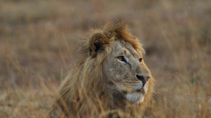 一只雄狮坐在马赛马拉金色的草原上