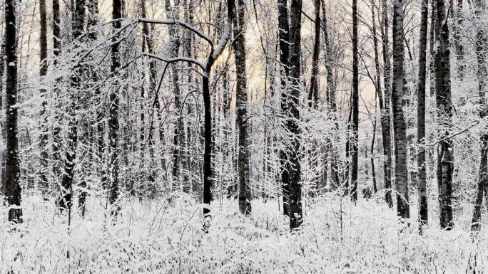 霜冻的冬日公园里夕阳西下，树枝上挂满了雪花，雪花缓缓地飘落，寂静而寂静