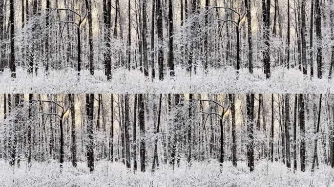 霜冻的冬日公园里夕阳西下，树枝上挂满了雪花，雪花缓缓地飘落，寂静而寂静