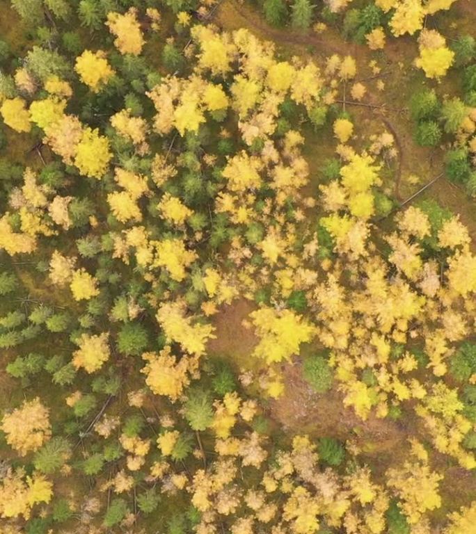 秋天的落叶松森林。鸟瞰图。阿尔泰共和国，俄罗斯。垂直视频