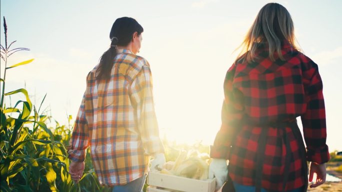两个年轻的女农民在玉米地里散步，手里拿着木箱，边走边聊天。快乐的农学家为丰收而欢欣鼓舞。种植蔬菜和植