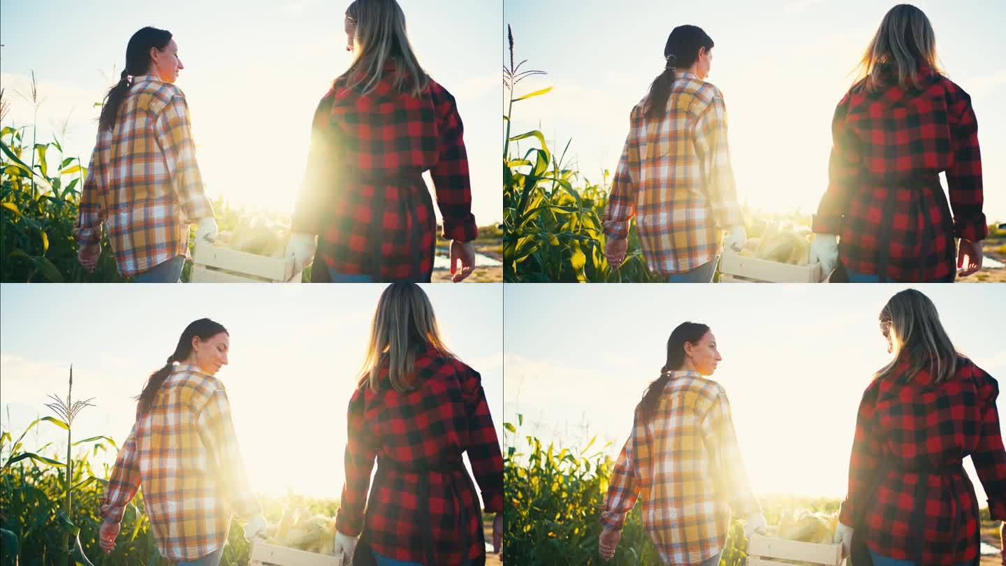 两个年轻的女农民在玉米地里散步，手里拿着木箱，边走边聊天。快乐的农学家为丰收而欢欣鼓舞。种植蔬菜和植