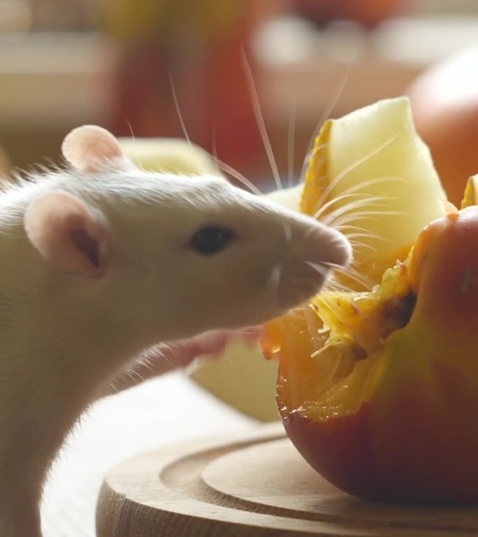 小白鼠吃新鲜水果