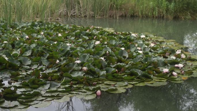 在芦苇环绕的池塘里盛开的睡莲，这是一个特写镜头