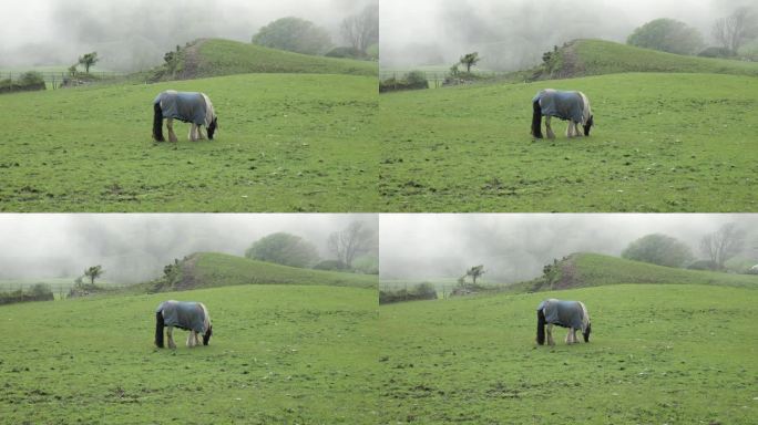 在飘渺的雾中，一匹披着蓝毯子的马在吃草中找到了满足感。缩小