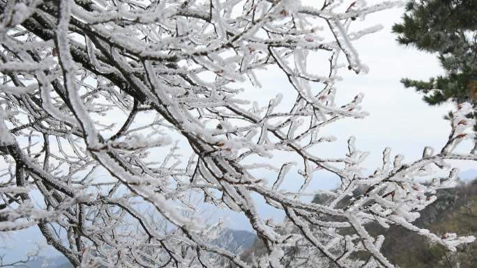 【合集】唯美梦幻雾淞雪淞大雪覆盖山顶