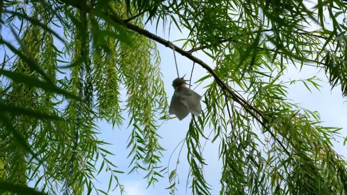 日本防雨娃娃或特鲁特鲁挂在花园里的树枝上。