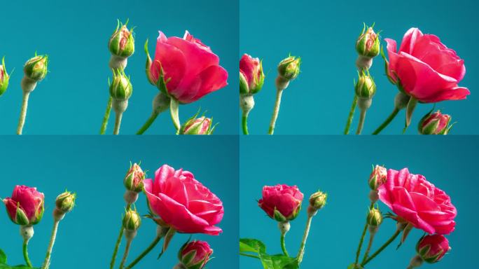 红玫瑰绽放在蓝色背景的时间推移缩放4k视频。
