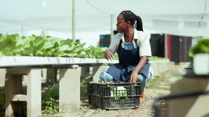妇女、农民和温室里的篮子，为农业供应链提供植物、蔬菜和园艺。非洲工人、卖主或企业家，出售绿色作物、生