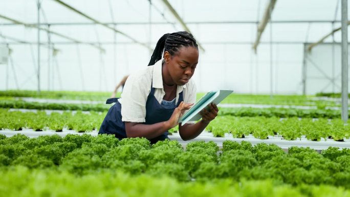 非洲妇女、农民和平板电脑在温室里进行植物检查、蔬菜和农业生产。负责检查西兰花的质量控制、食品数据和数