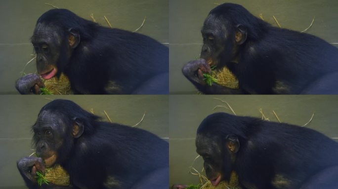一只小倭黑猩猩的特写