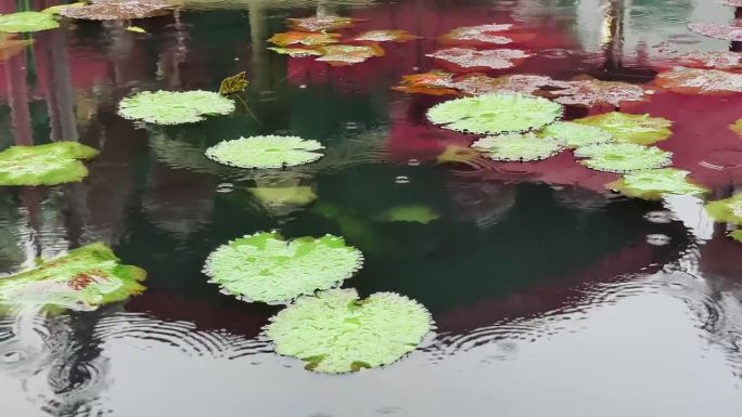 池塘里的睡莲，叶子睡莲花让你感到休息，睡莲花给你一种置身于大自然的感觉。景观背景