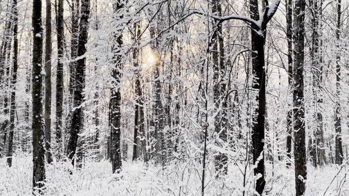 霜冻的冬日公园里夕阳西下，树枝上挂满了雪花，雪花缓缓地飘落，寂静而寂静