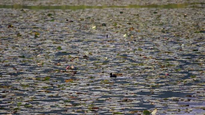 一群鸭子在湖里游泳和觅食