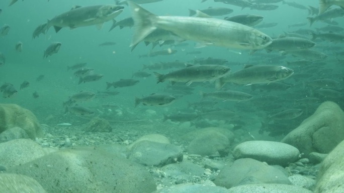 在加拿大不列颠哥伦比亚省的一条河里，一大群成年红鲑鱼仍在展示着海洋的色彩。