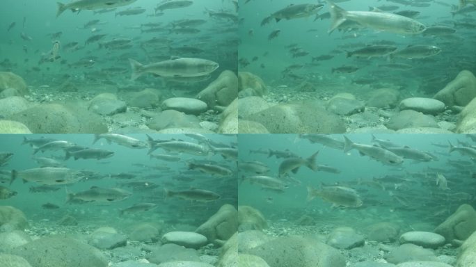 在加拿大不列颠哥伦比亚省的一条河里，一大群成年红鲑鱼仍在展示着海洋的色彩。