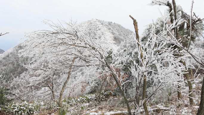 【合集】唯美童话世界雾淞雪淞高山