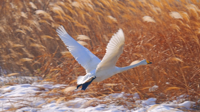 湿地生态天鹅湖野生鸟类候鸟