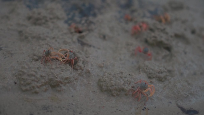 海滩上的生态系统，一群小螃蟹在潮湿的沙滩上行走，而其他的螃蟹则在打斗和挖洞筑巢。岛上的自然保护区。