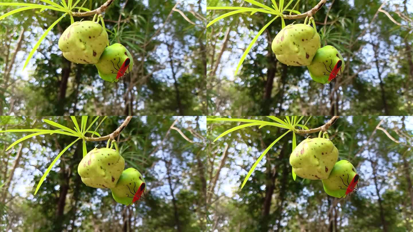 挂在蓖麻树种子下的辛古霉高清微缩镜头。Pentatomomorpha昆虫。真正的bug。