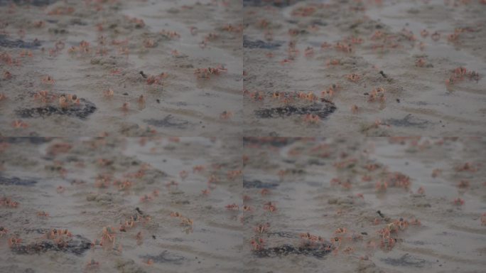 在一个偏远的岛屿上，小蟹群在沙滩上行走和挖洞的海滩生态系统的特写镜头。海滨动物的日常生活景观，用于研