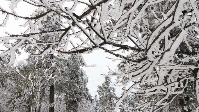 【合集】大雪覆盖的龙门山杏梅尖原始森林