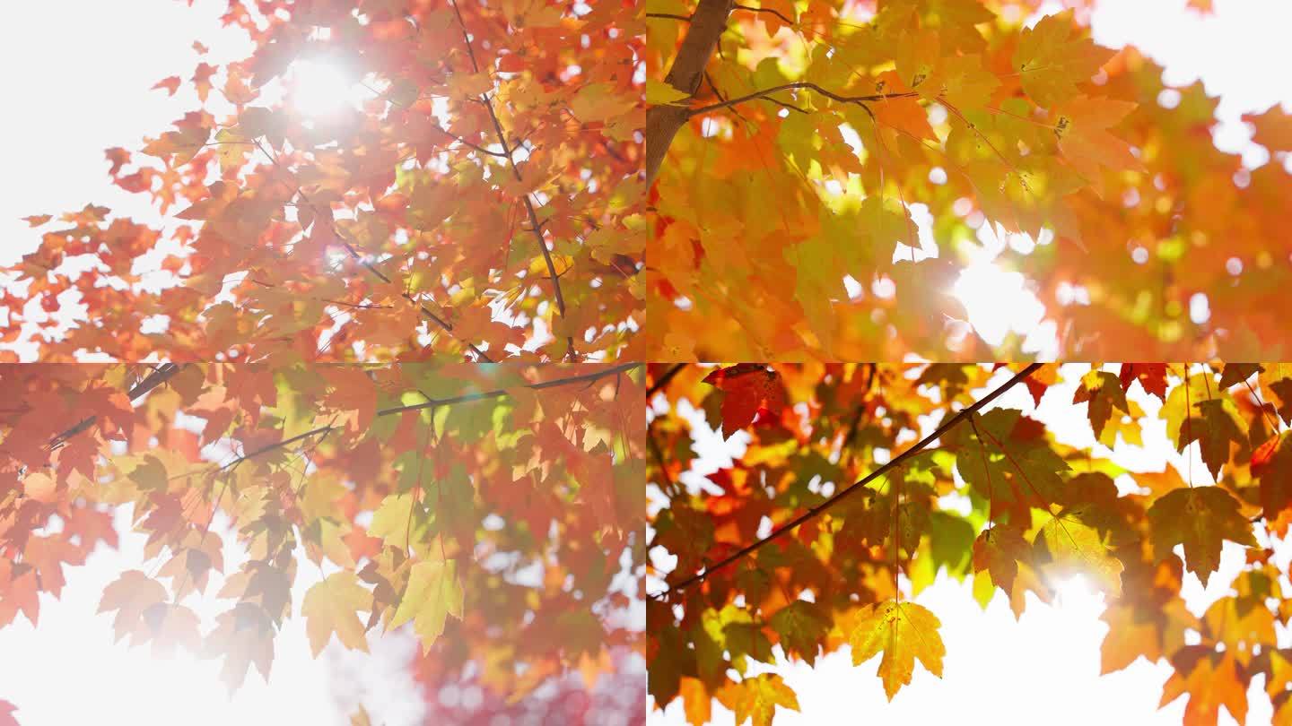秋天枫叶变黄变红空镜头