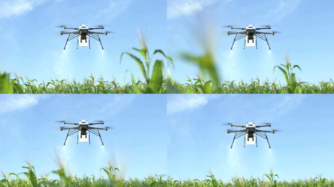 玉米田无人机喷肥、智慧农业创新、农业科技