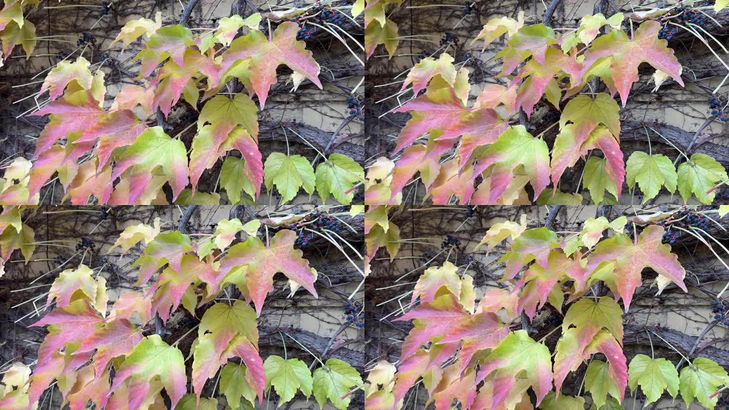 秋天的落叶，孤女藤，爬山虎，梧桐树在墙上。