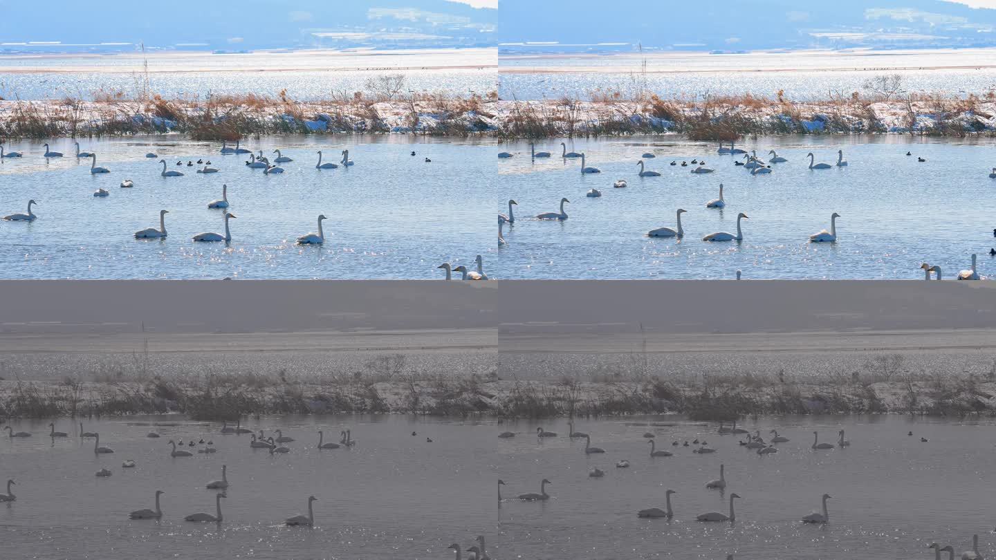 湿地生态天鹅湖野生鸟类