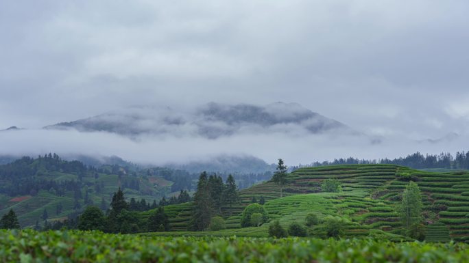 福建武夷山的茶园延时摄影，武夷岩茶乌龙茶