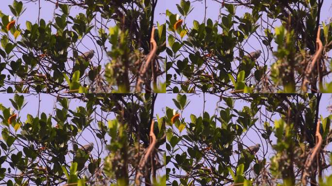 爪哇鸽子在高高的树叶后面栖息和鸣叫