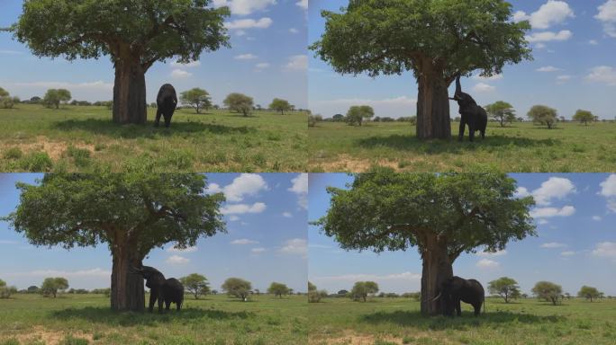 老象牛扯下树枝吃