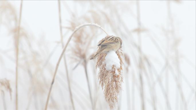 芦苇雪景鸟儿综合素材