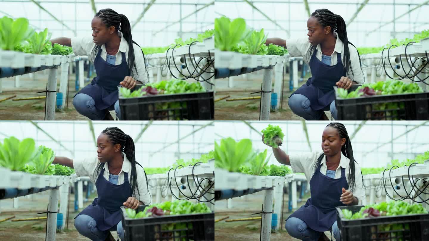 妇女，农民和温室里的植物，收获和蔬菜，用于园艺或农业。非洲工人或企业家用集装箱和树叶、作物或土壤来保