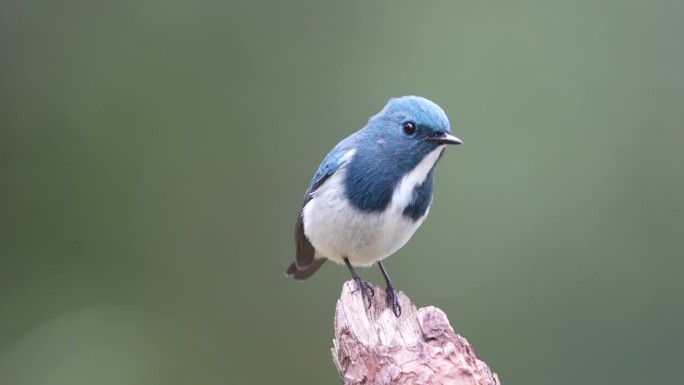 深蓝色的捕蝇鸟栖息在树枝上，背景模糊