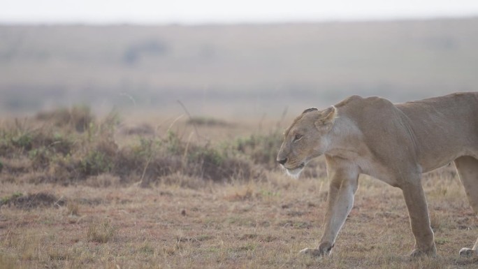 在马赛马拉草原上散步的雌狮